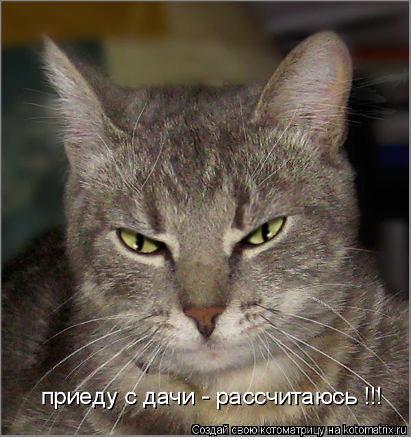 приеду с дачи - рассчитаюсь !!!... Котоматрица: приеду с дачи - рассчитаюсь !!!