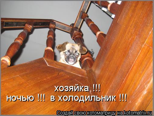 Котоматрица: ночью !!!  в холодильник !!! хозяйка !!!