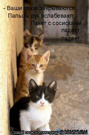 Котоматрица: - Ваши глаза закрываются... Пальцы рук ослабевают... Пакет с сосисками  падает... падает...