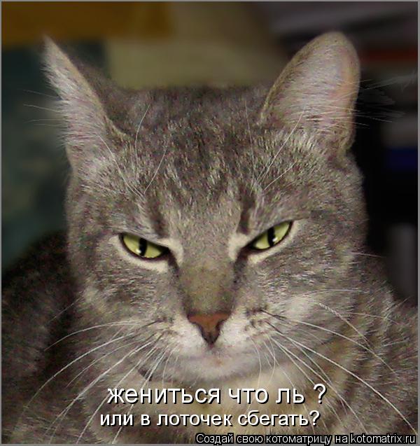 Котоматрица: жениться что ль ? или в лоточек сбегать?