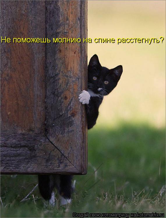 Котоматрица: Не поможешь молнию на спине расстегнуть?