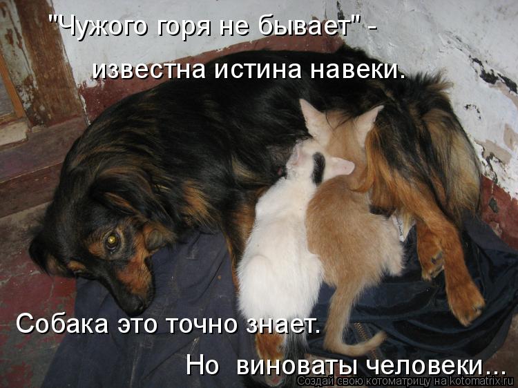 Котоматрица: "Чужого горя не бывает" -  известна истина навеки. Собака это точно знает. Но  виноваты человеки...
