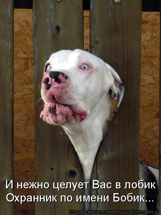 И нежно целует Вас в лобик Охранник по имени Бобик...... Котоматрица: И нежно целует Вас в лобик Охранник по имени Бобик...