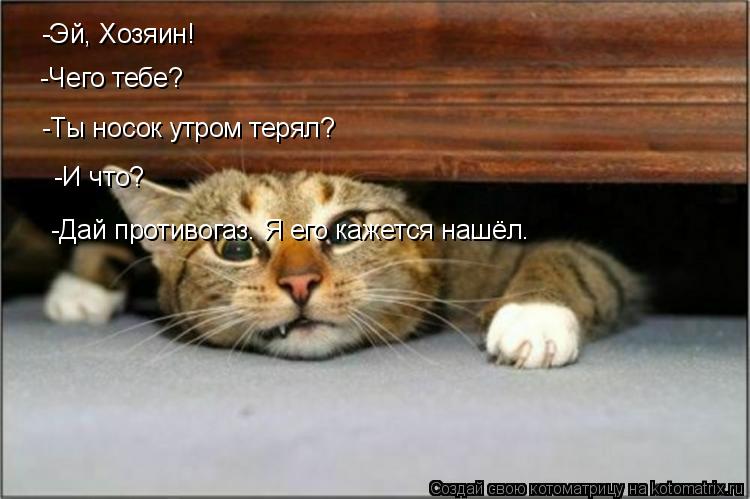 Котоматрица: -Эй, Хозяин! -Чего тебе? -Ты носок утром терял? -И что? -Дай противогаз. Я его кажется нашёл.