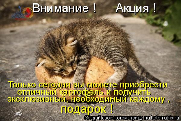 Котоматрица: Внимание !      Акция ! Только сегодня вы можете приобрести отличный картофель и получить эксклюзивный, необходимый каждому , подарок !