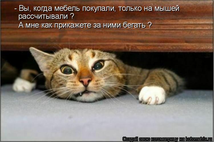 Котоматрица: - Вы, когда мебель покупали, только на мышей  рассчитывали ? А мне как прикажете за ними бегать ?