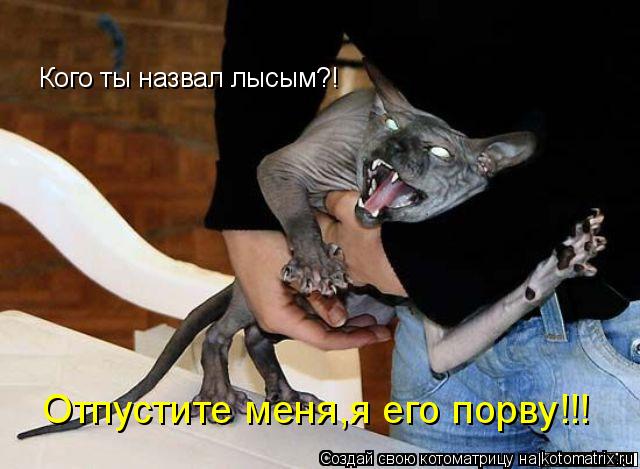 Котоматрица: Кого ты назвал лысым?! Отпустите меня,я его порву!!!