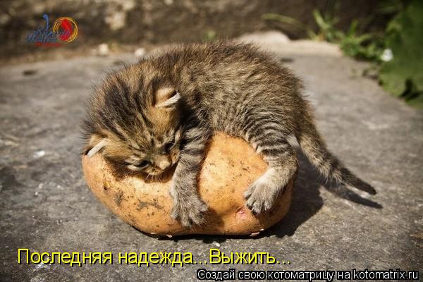 Котоматрица: Последняя надежда...Выжить...