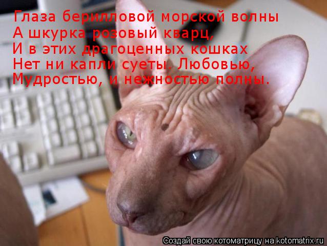 Котоматрица: Глаза берилловой морской волны А шкурка розовый кварц, И в этих драгоценных кошках Нет ни капли суеты. Любовью,  Мудростью, и нежностью полн
