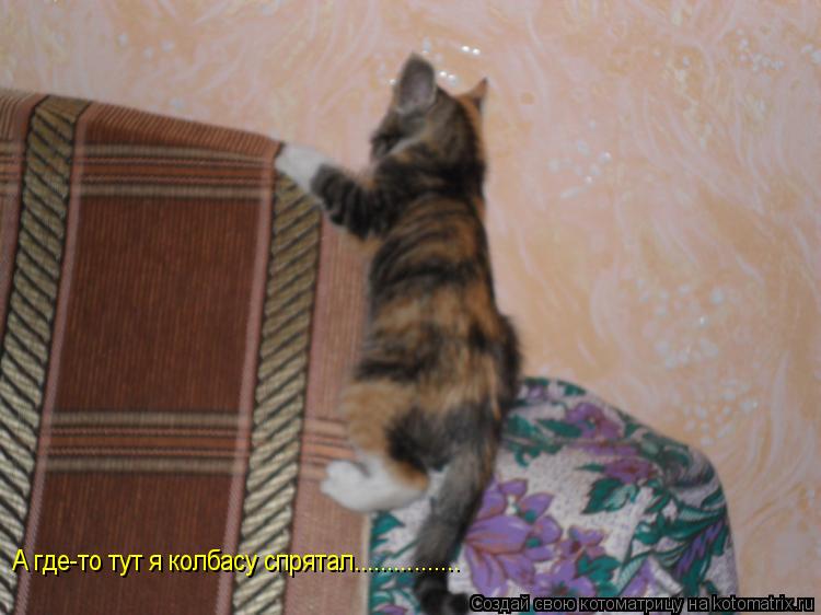 Котоматрица: А где-то тут я колбасу спрятал................