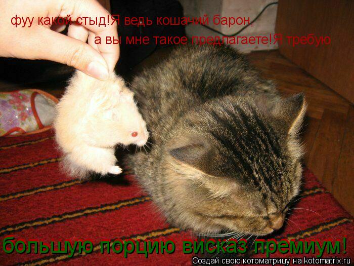 фуу какой стыд!Я ведь кошачий барон, а вы мне такое предлагаете!Я требую большую порцию висказ премиу... Котоматрица: фуу какой стыд!Я ведь кошачий барон, а вы мне такое предлагаете!Я требую большую порцию висказ премиум! большую порцию висказ премиум!