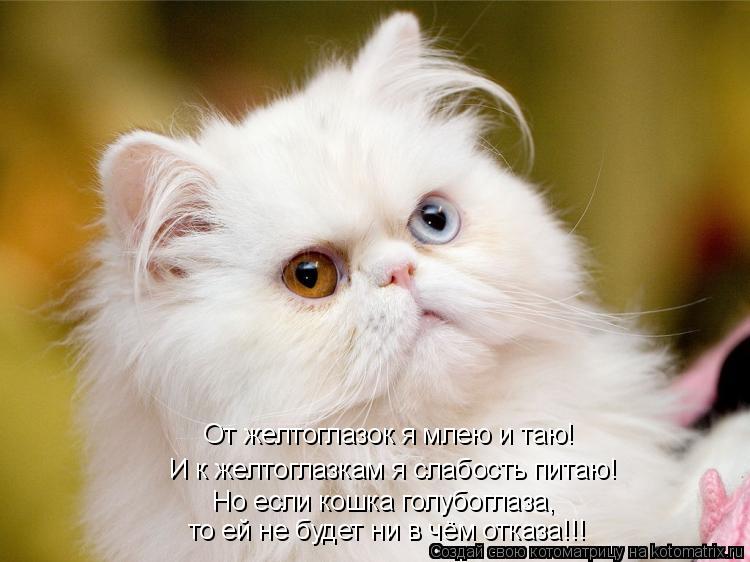 От желтоглазок я млею и таю! И к желтоглазкам я слабость питаю! Но если кошка голубоглаза, то ей не б... Котоматрица: От желтоглазок я млею и таю! И к желтоглазкам я слабость питаю! Но если кошка голубоглаза, то ей не будет ни в чём отказа!!!