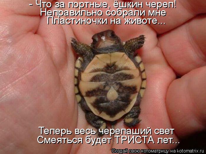 Котоматрица: - Что за портные, ёшкин череп! Неправильно собрали мне Пластиночки на животе... Теперь весь черепаший свет Смеяться будет ТРИСТА лет...