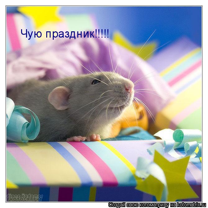Котоматрица: Чую праздник!!!!!
