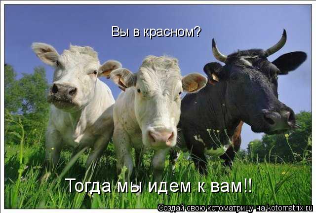 Котоматрица: Вы в красном?  Тогда мы идем к вам!!