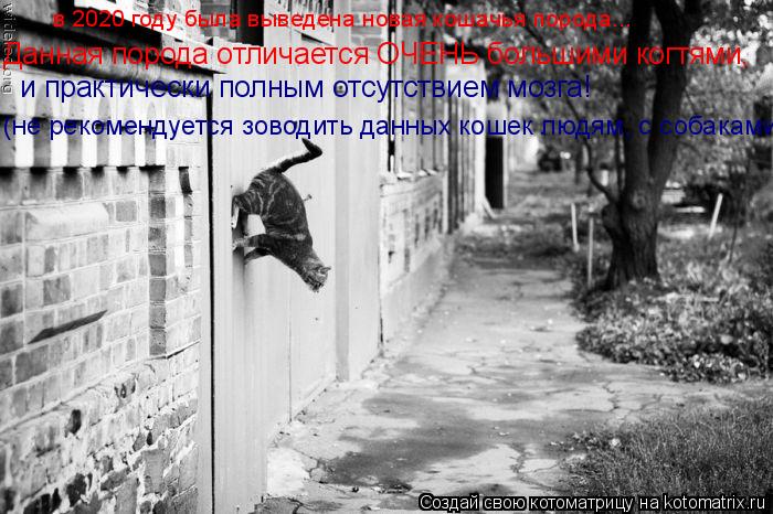 Котоматрица: в 2020 году была выведена новая кошачья порода... Данная порода отличается ОЧЕНЬ большими когтями, и практически полным отсутствием мозга! (не