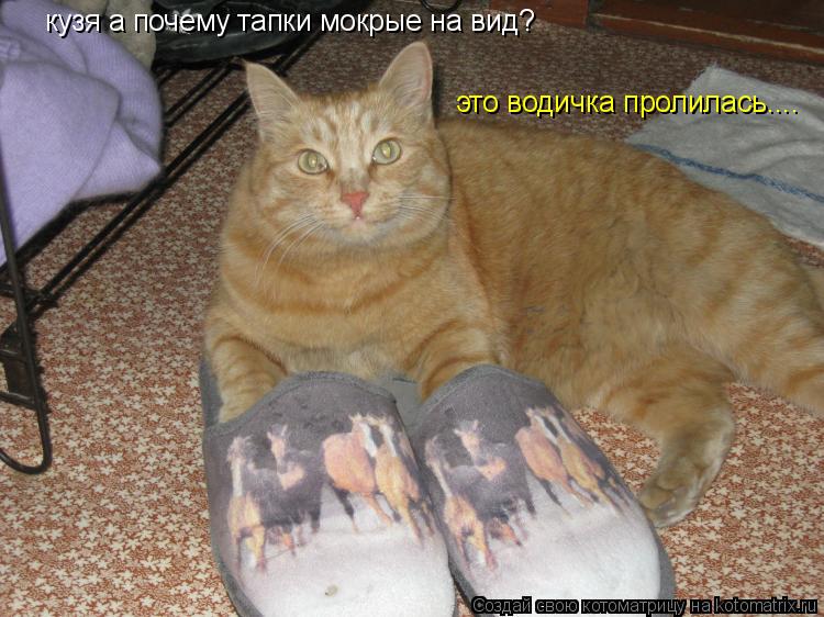 кузя а почему тапки мокрые на вид? это водичка пролилась....... Котоматрица: кузя а почему тапки мокрые на вид? это водичка пролилась....