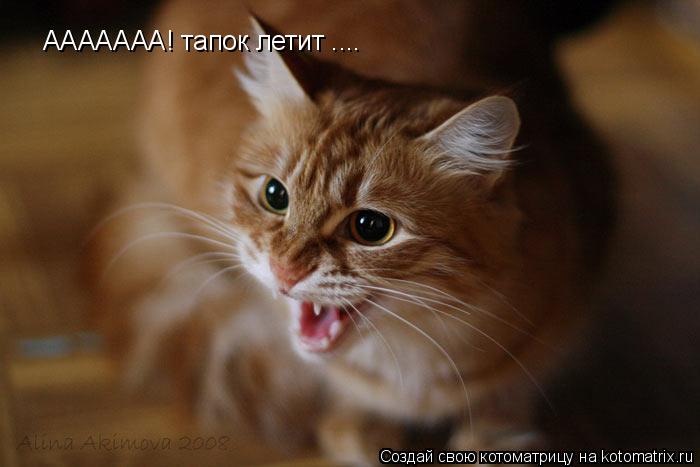 ААААААА! тапок летит ....... Котоматрица: ААААААА! тапок летит ....