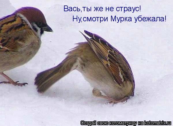 Котоматрица: Вась, ну ты же не страус! Вась,ты же не страус! Ну,смотри Мурка убежала!