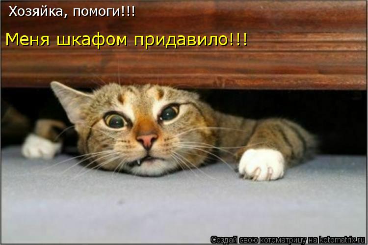 Хозяйка, помоги!!! Меня шкафом придавило!!!... Котоматрица: Хозяйка, помоги!!! Меня шкафом придавило!!!