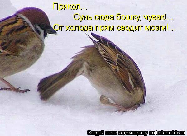 Котоматрица: Прикол... Сунь сюда бошку, чувак!... От холода прям сводит мозги!...