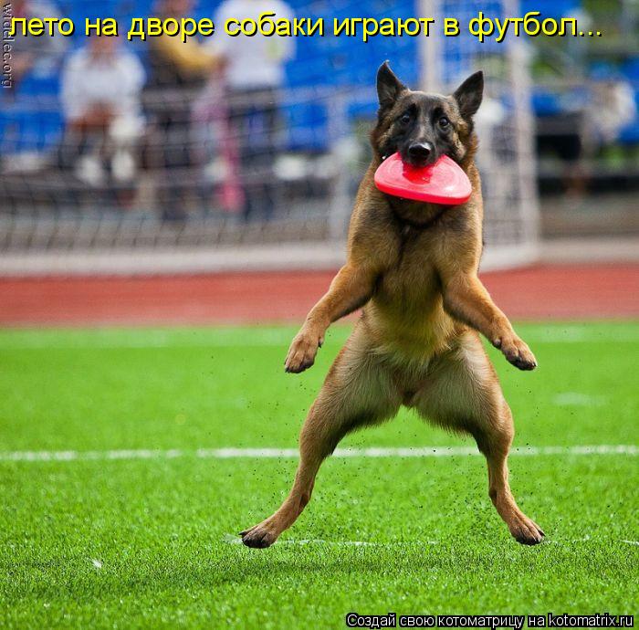 Котоматрица: лето на дворе собаки играют в футбол...