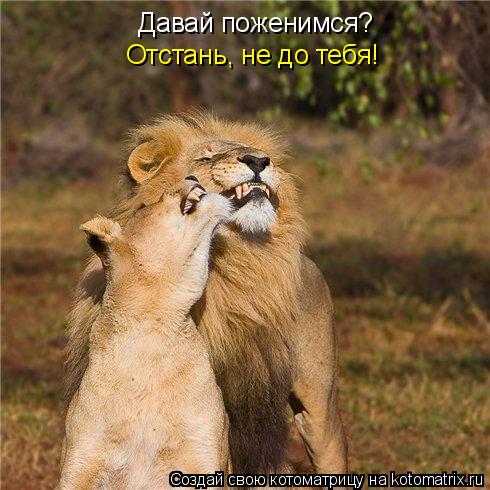 Котоматрица: Давай поженимся? Отстань, не до тебя!