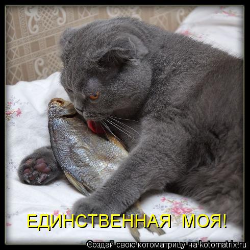 ЕДИНСТВЕННАЯ МОЯ!... Котоматрица: ЕДИНСТВЕННАЯ МОЯ!