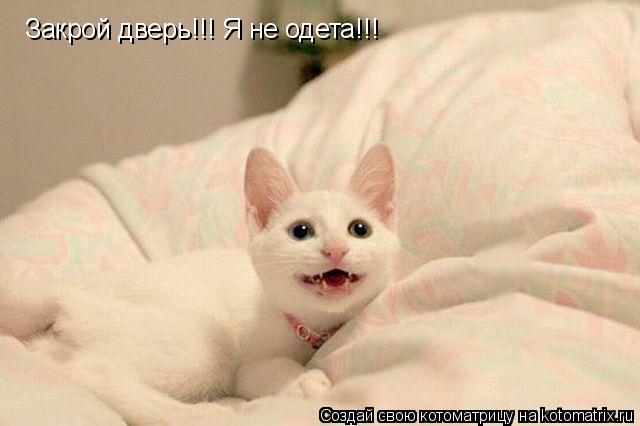 Закрой дверь!!! Я не одета!!!... Котоматрица: Закрой дверь!!! Я не одета!!!
