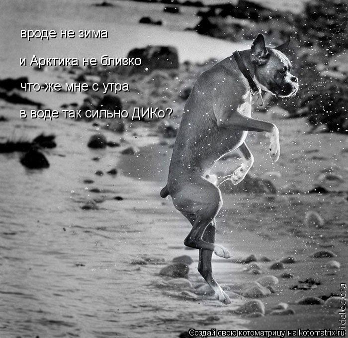 вроде не зима и Арктика не близко что-же мне с утра в воде так сильно ДИКо?... Котоматрица: вроде не зима и Арктика не близко что-же мне с утра в воде так сильно ДИКо?