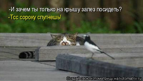 -И зачем ты только на крышу залез посидеть? -Тсс сороку спугнешь!... Котоматрица: -И зачем ты только на крышу залез посидеть? -Тсс сороку спугнешь!