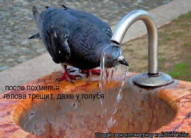 после похмелья голова трещит, даже у голубя... Котоматрица: после похмелья голова трещит, даже у голубя