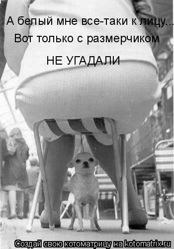 А белый мне все-таки к лицу... Вот только с размерчиком НЕ УГАДАЛИ... Котоматрица: А белый мне все-таки к лицу... Вот только с размерчиком НЕ УГАДАЛИ