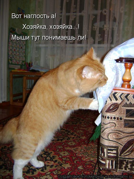 Вот наглость а! Хозяйка, хозяйка...! Мыши тут понимаешь ли!... Котоматрица: Вот наглость а! Хозяйка, хозяйка...! Мыши тут понимаешь ли!