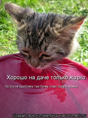 Хорошо на даче только жарко Но это не проблема там бочка стоит попить можно... Котоматрица: Хорошо на даче только жарко Но это не проблема там бочка стоит попить можно