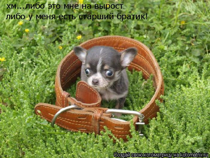 хм...либо это мне на вырост либо у меня есть старший братик!... Котоматрица: хм...либо это мне на вырост либо у меня есть старший братик!