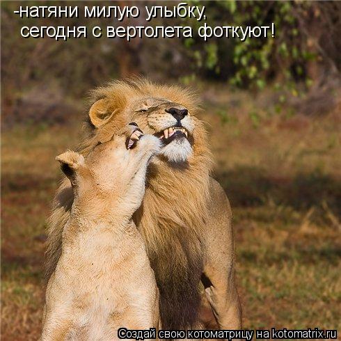 -натяни милую улыбку, сегодня с вертолета фоткуют!... Котоматрица: -натяни милую улыбку, сегодня с вертолета фоткуют!