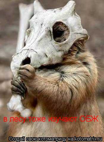 в лесу тоже изучают ОБЖ... Котоматрица: в лесу тоже изучают ОБЖ