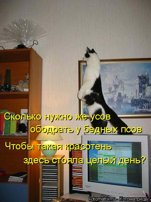 Сколько нужно же усов ободрать у бедных псов Чтобы такая красотень здесь стояла целый день?... Котоматрица: Сколько нужно же усов ободрать у бедных псов Чтобы такая красотень здесь стояла целый день?