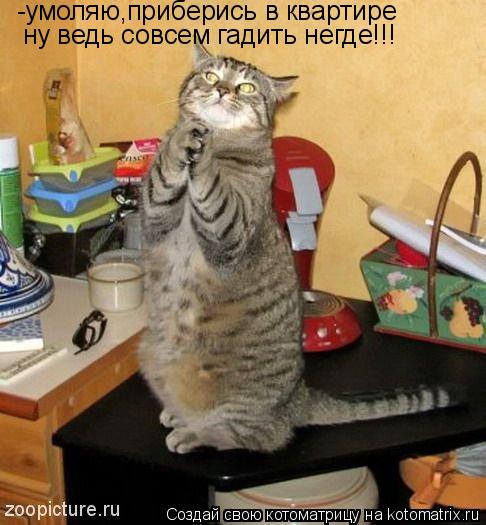 -умоляю,приберись в квартире ну ведь совсем гадить негде!!!... Котоматрица: -умоляю,приберись в квартире ну ведь совсем гадить негде!!!