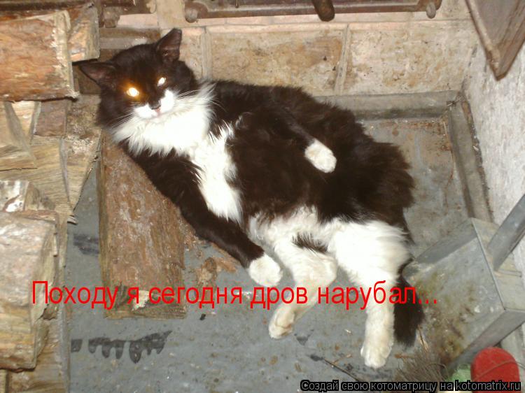 Походу я сегодня дров нарубал...... Котоматрица: Походу я сегодня дров нарубал...