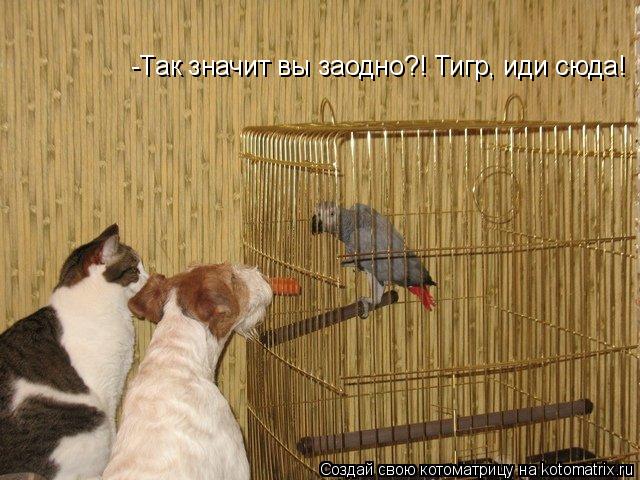 -Так значит вы заодно?! Тигр, иди сюда!... Котоматрица: -Так значит вы заодно?! Тигр, иди сюда!