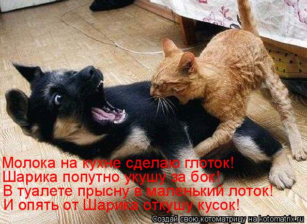 И опять от Шарика откушу кусок! В туалете прысну в маленький лоток! Шарика попутно укушу за бок! Моло... Котоматрица: И опять от Шарика откушу кусок! В туалете прысну в маленький лоток! Шарика попутно укушу за бок! Молока на кухне сделаю глоток!