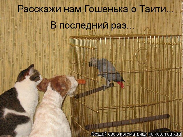 Расскажи нам Гошенька о Таити... В последний раз...... Котоматрица: Расскажи нам Гошенька о Таити... В последний раз...