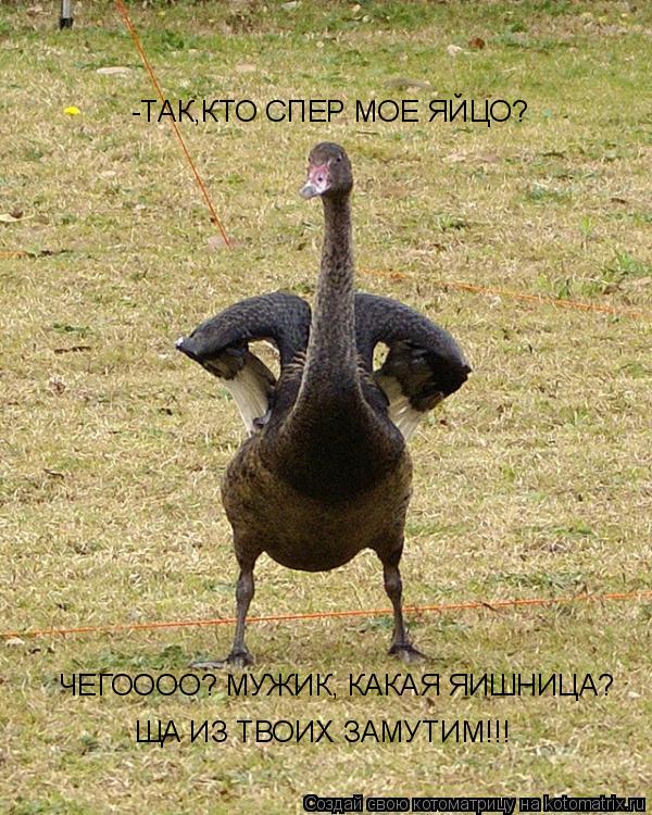 -ТАК,КТО СПЕР МОЕ ЯЙЦО? ЩА ИЗ ТВОИХ ЗАМУТИМ!!! ЧЕГОООО? МУЖИК, КАКАЯ ЯИШНИЦА?... Котоматрица: -ТАК,КТО СПЕР МОЕ ЯЙЦО? ЩА ИЗ ТВОИХ ЗАМУТИМ!!! ЧЕГОООО? МУЖИК, КАКАЯ ЯИШНИЦА?