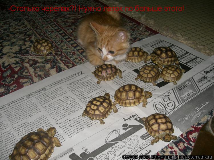 -Столько черепах?! Нужно латок по больше этого!... Котоматрица: -Столько черепах?! Нужно латок по больше этого!
