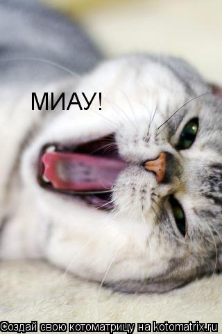 МИАУ!... Котоматрица: МИАУ!