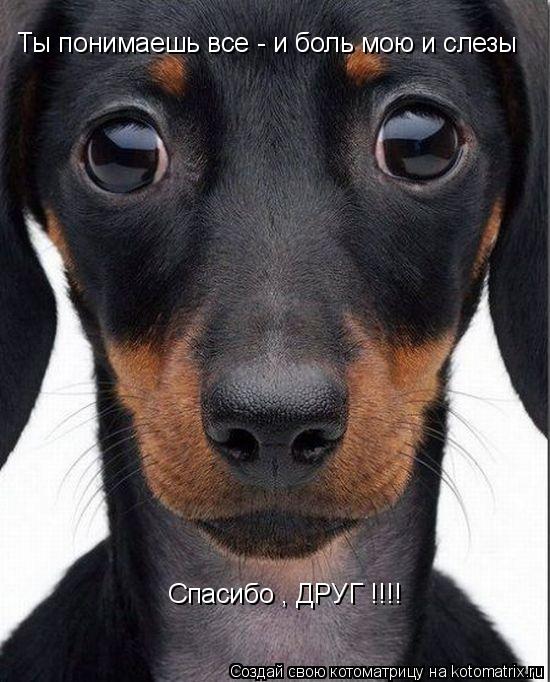 Ты понимаешь все - и боль мою и слезы Спасибо , ДРУГ !!!!... Котоматрица: Ты понимаешь все - и боль мою и слезы Спасибо , ДРУГ !!!!