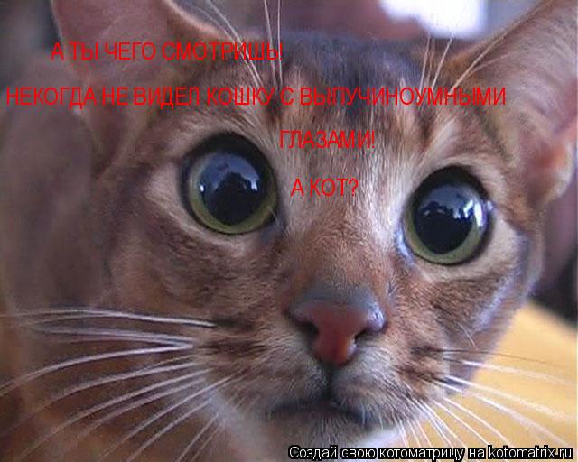 Котоматрица: А ТЫ ЧЕГО СМОТРИШЬ! НЕКОГДА НЕ ВИДЕЛ КОШКУ С ВЫПУЧИНОУМНЫМИ ГЛАЗАМИ! А КОТ?