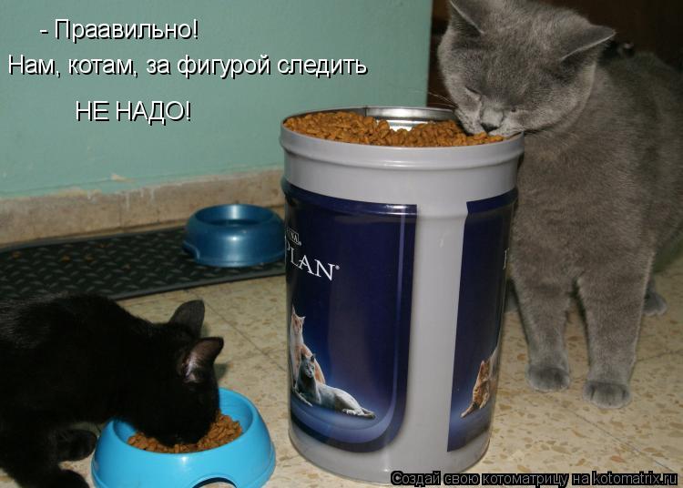 Котоматрица: - Праавильно! Нам, котам, за фигурой следить НЕ НАДО!
